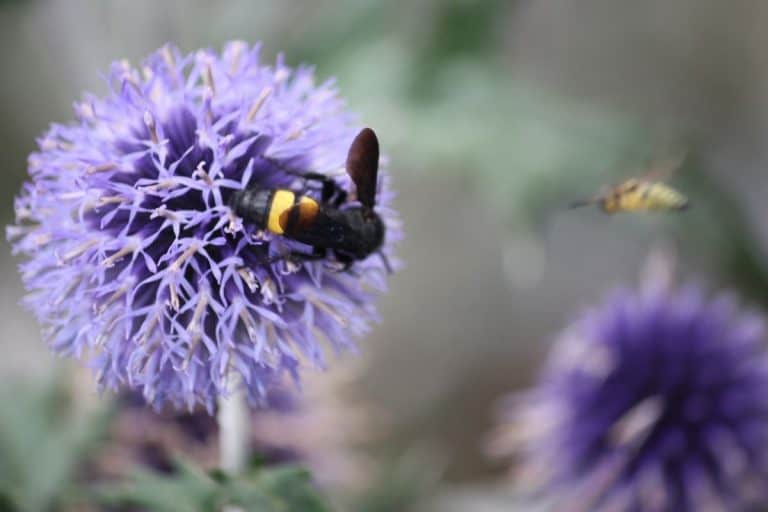 13 Lovely Perennial Flowers That Attract Bees