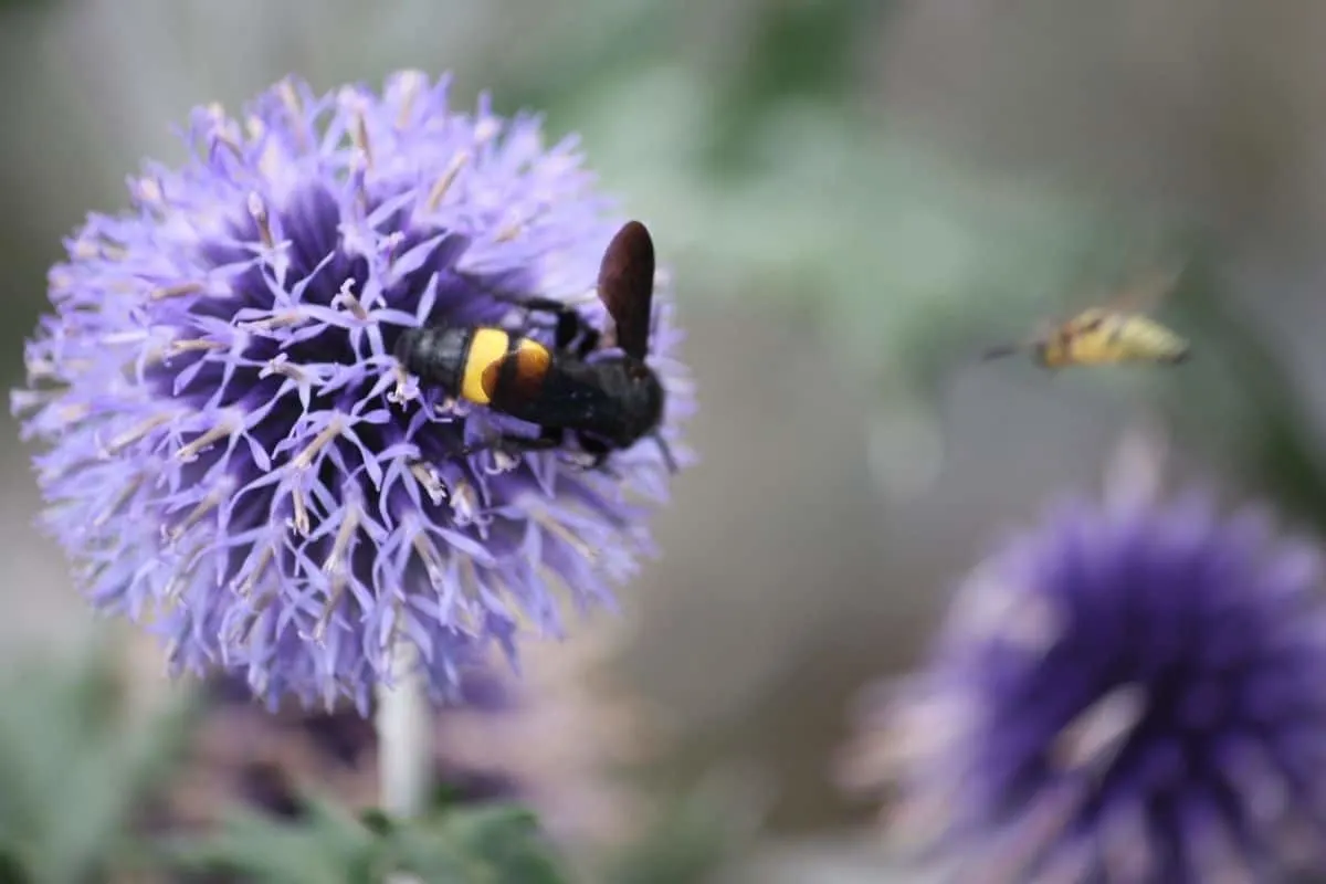 bee drinking from a globe thistle