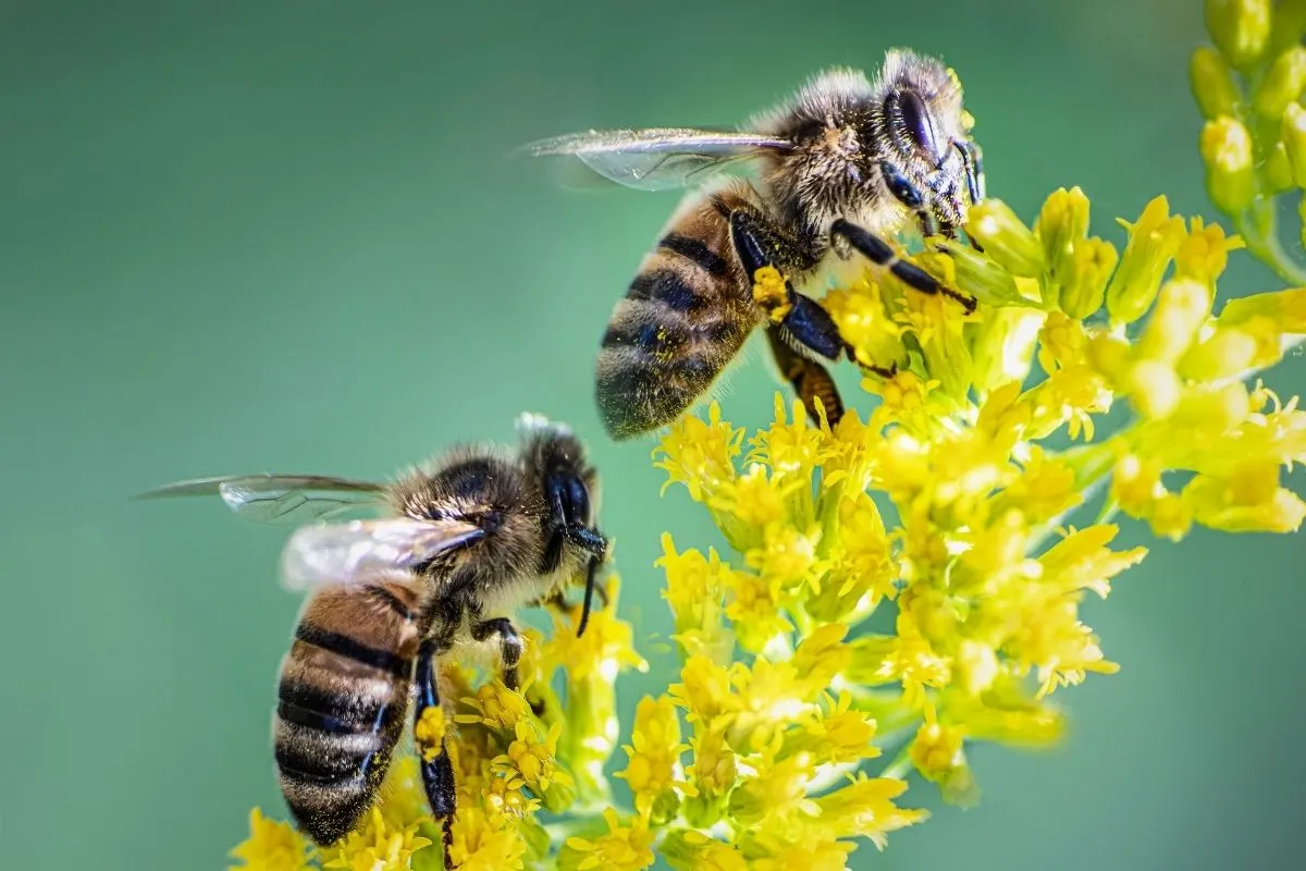 two bees drinking from goldenrod flowers