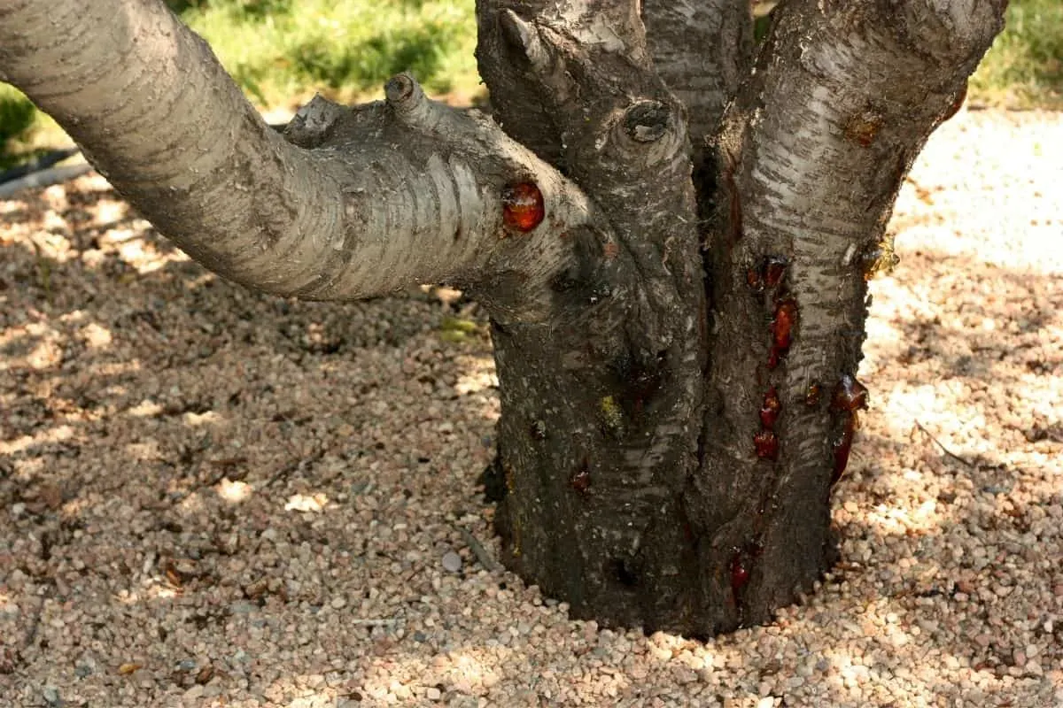 gravel around tree roots