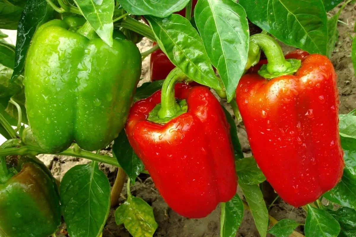 pepper plant with green and red peppers 