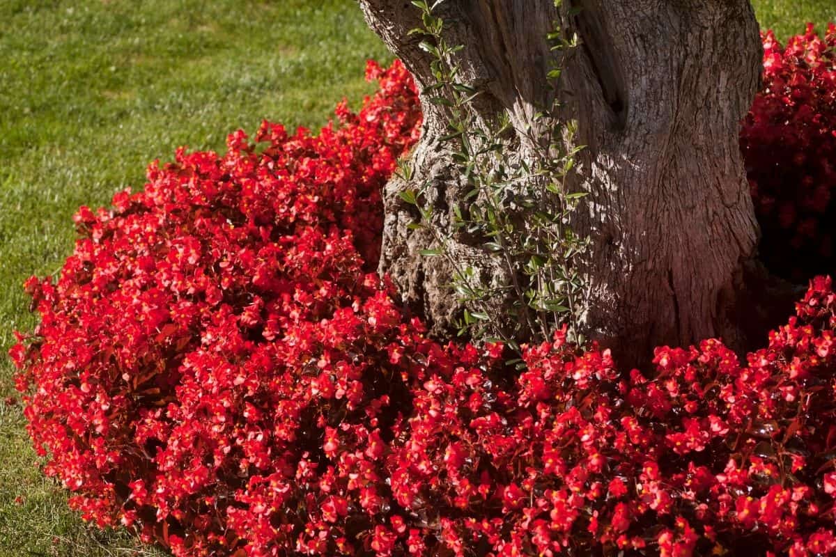 red groundcover around tree base