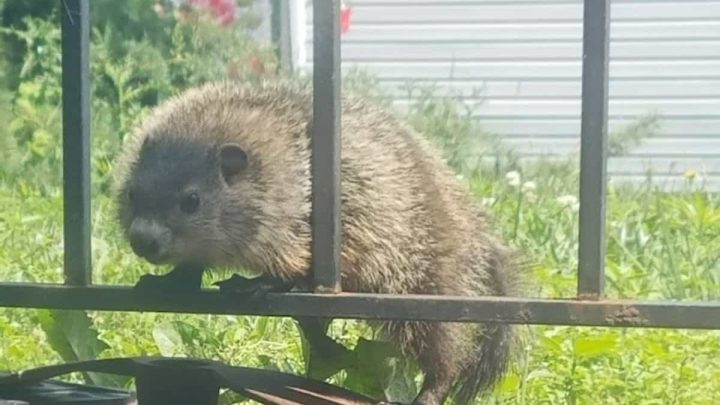 How To Get Rid Of Groundhogs In The Garden – 5 Easy Ideas To Try