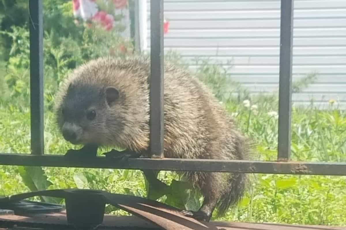 groundhog in my garden