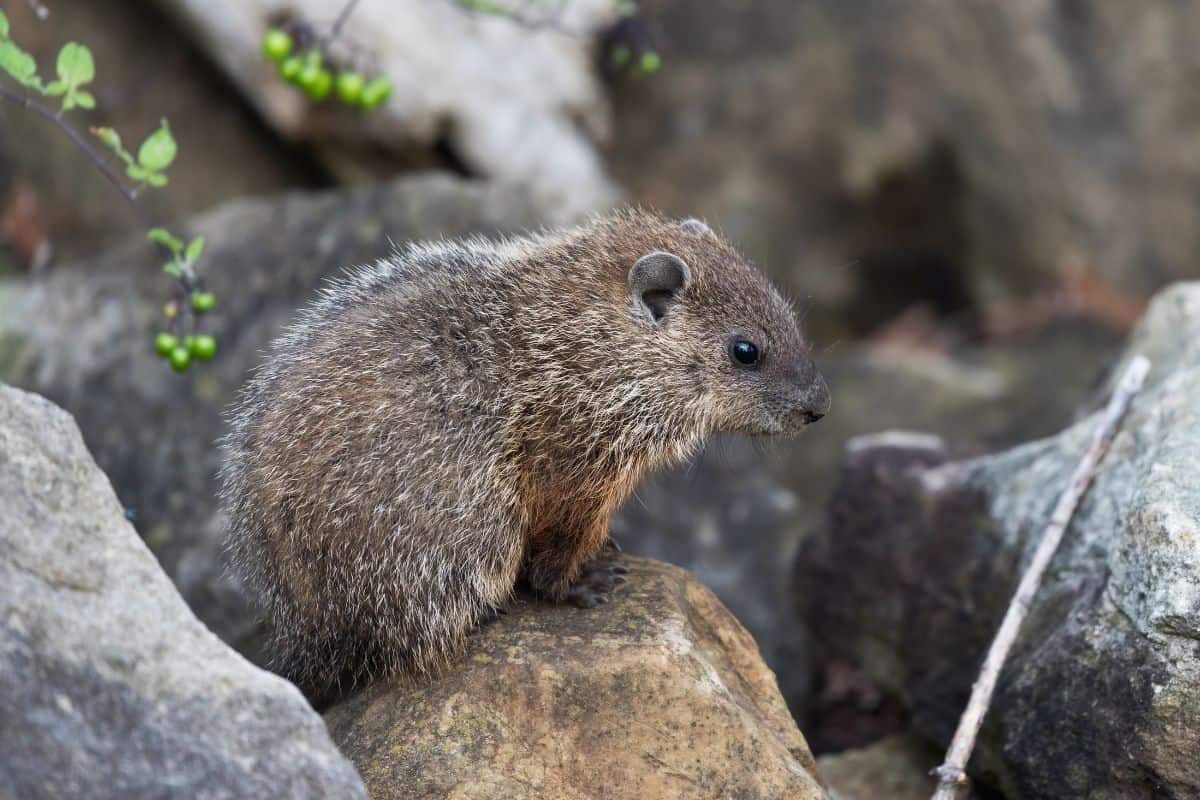 groundhog sitting on a rock