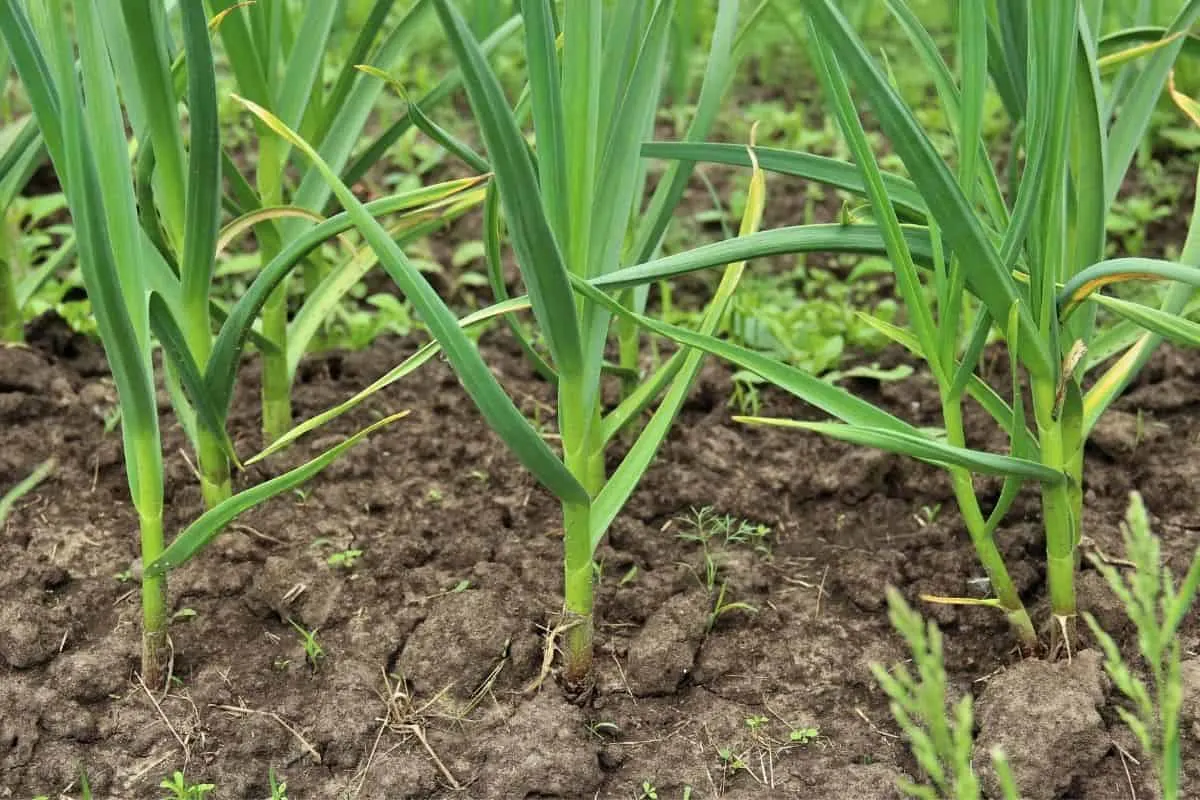 rows of green garlic in the garden