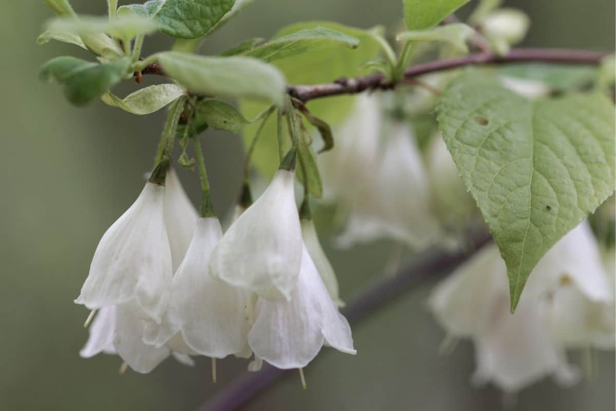 halesia tetraptera