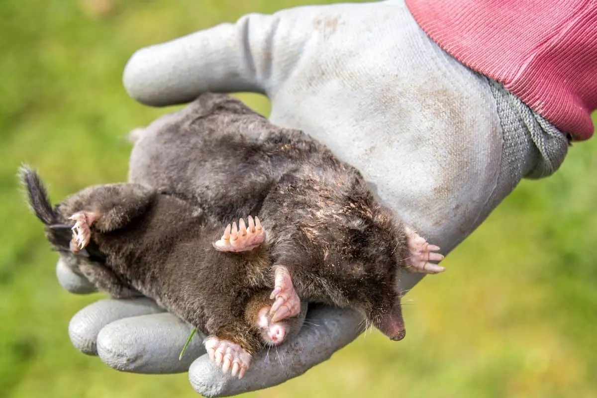 gloved hand holding two moles