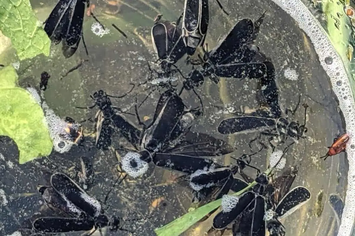 blister beetles floating in a cup of soapy water