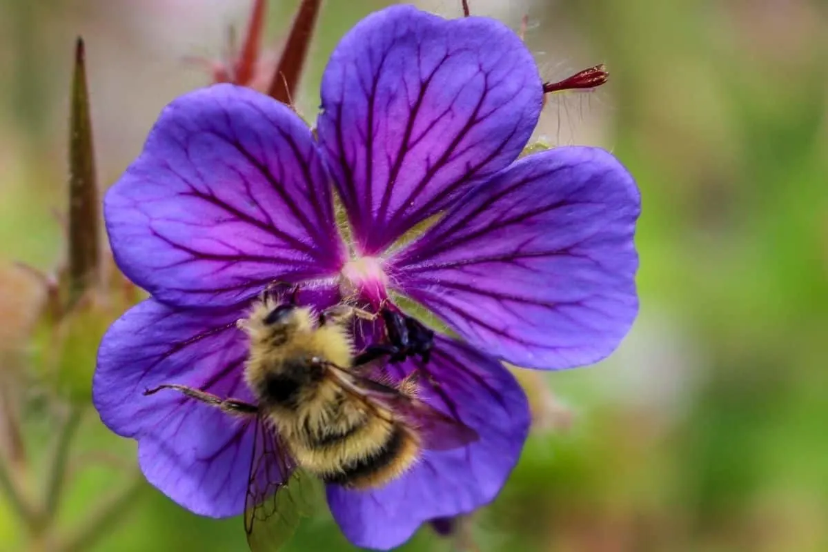 beautiful purple hardy geranium flower and bee