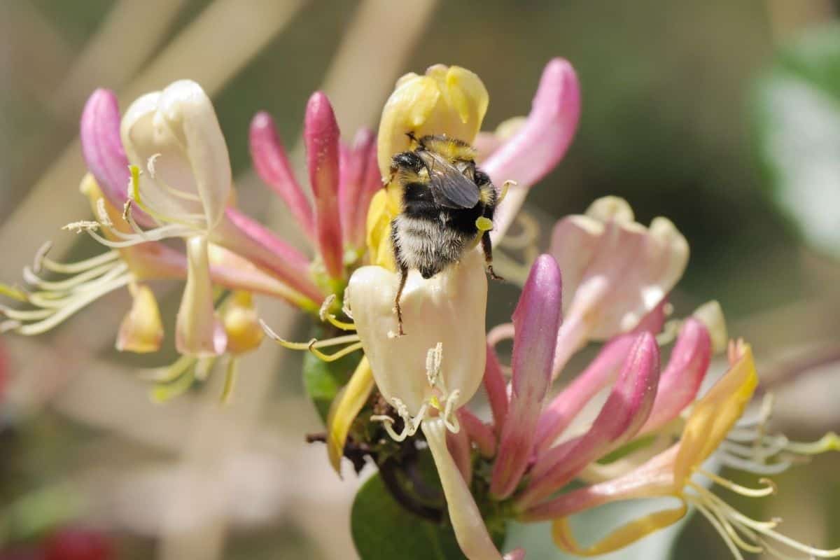 bee enjoying honeysuckle