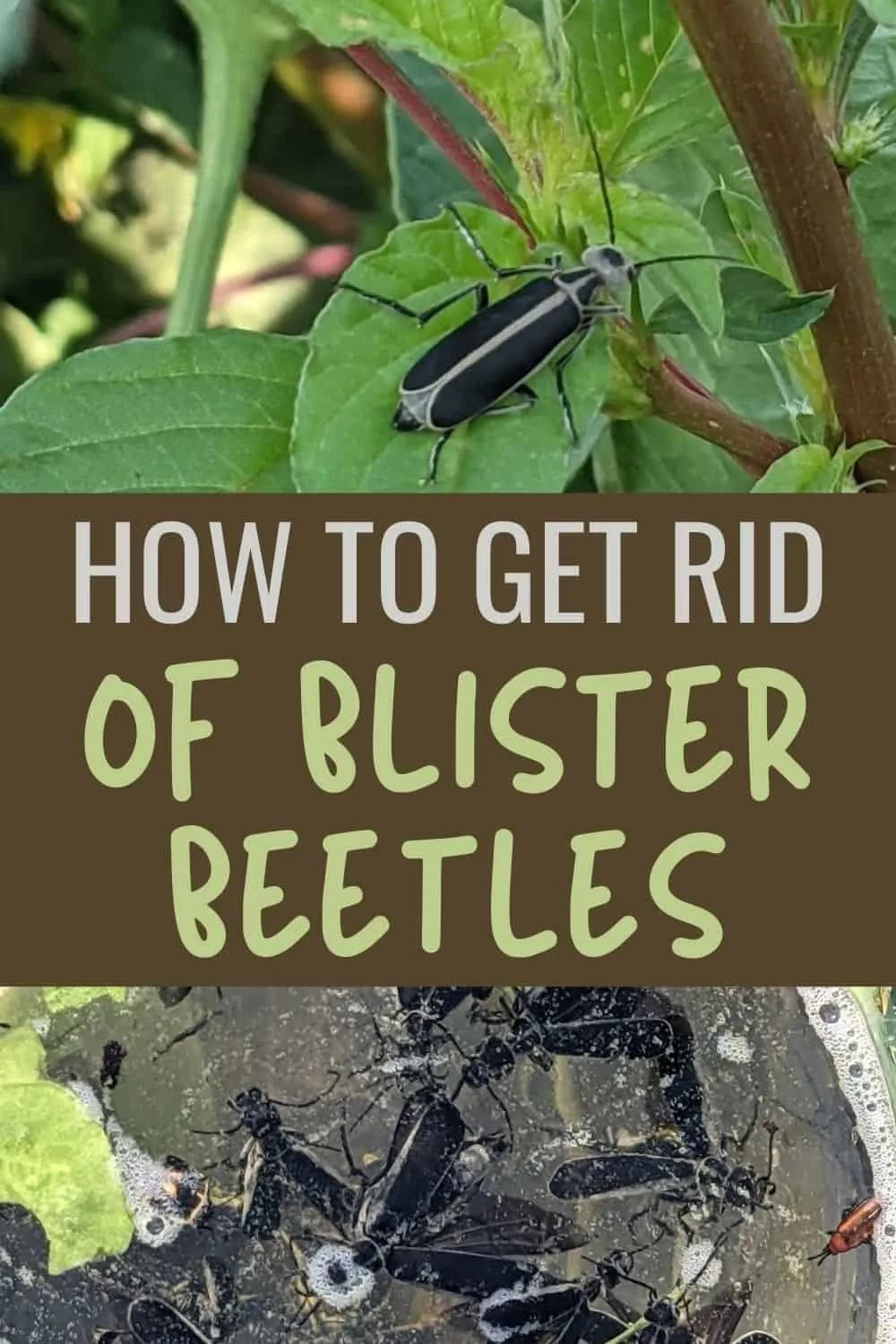 How to get rid of blister beetles