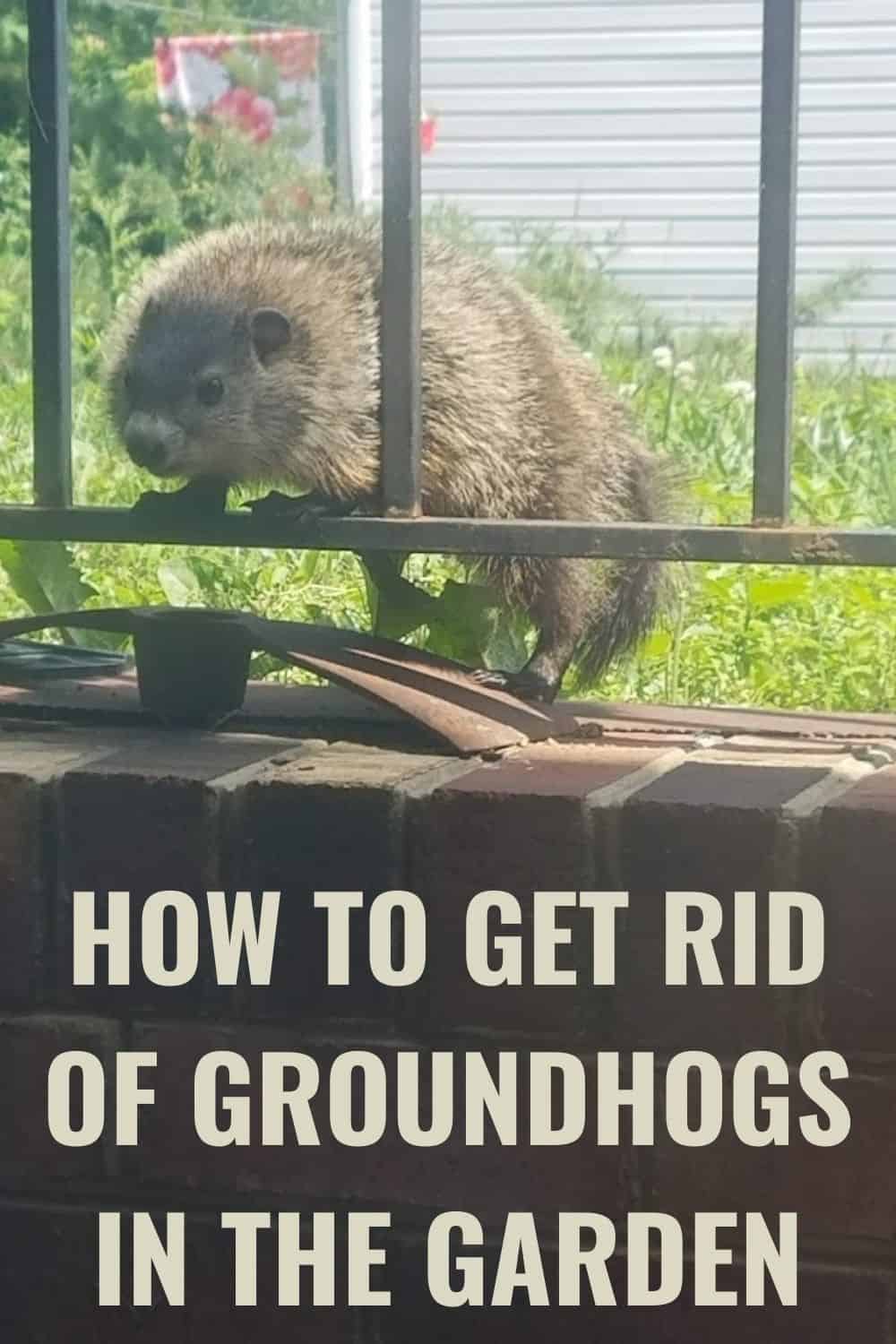 how to get rid of groundhogs in the garden