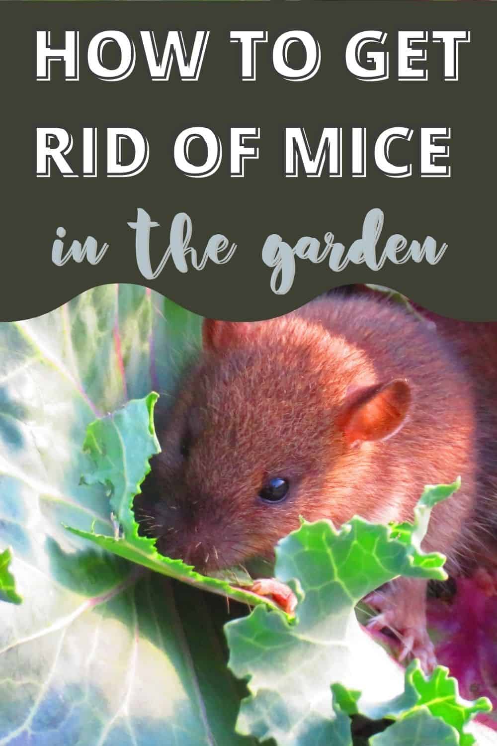 How to get rid of mice in the garden