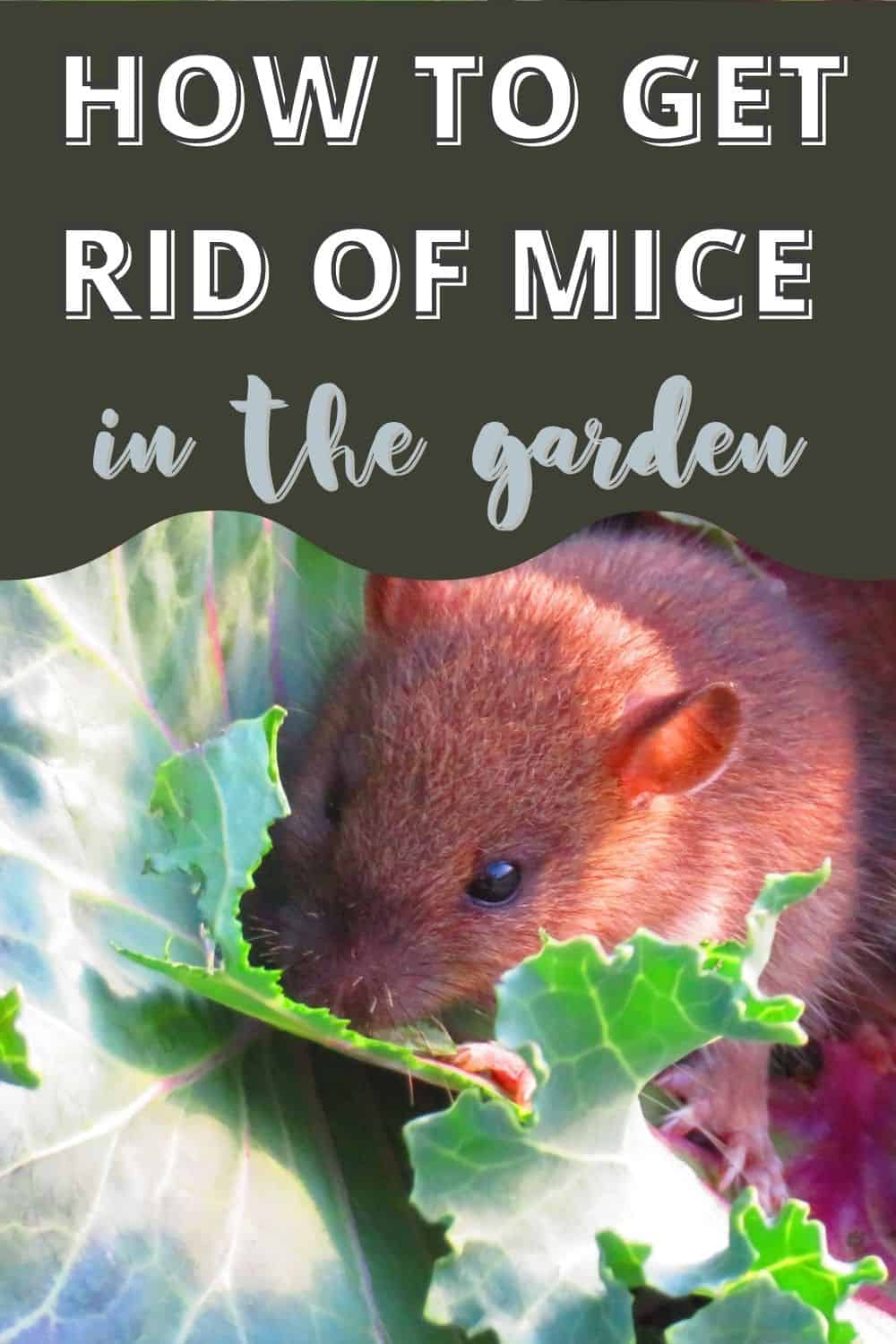 how to get rid of mouse in backyard