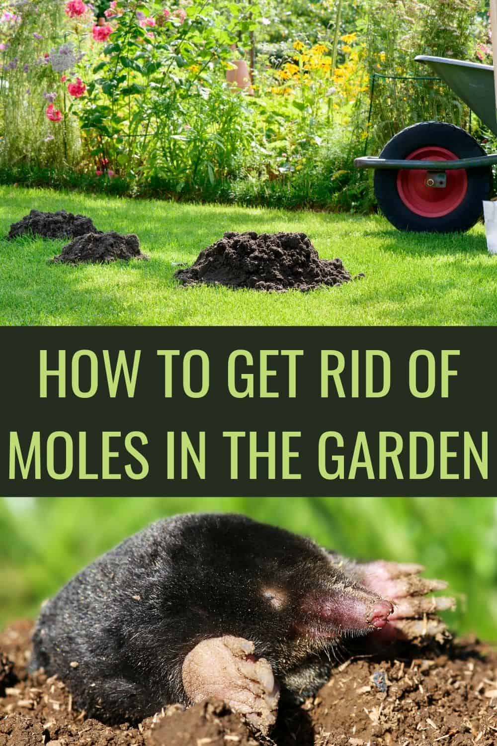 How to get rid of moles in the garden