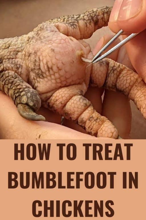 What Is Bumblefoot In Chickens And How To Treat It