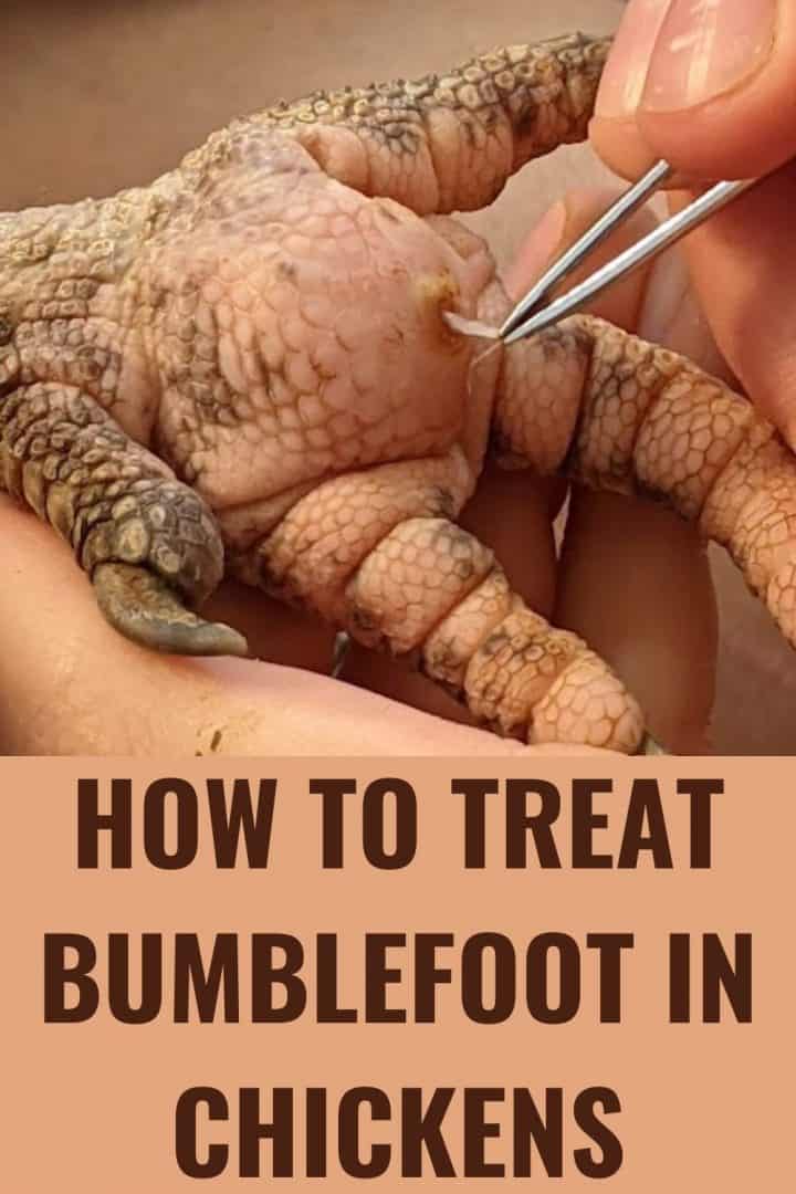 What Is Bumblefoot In Chickens And How To Treat It