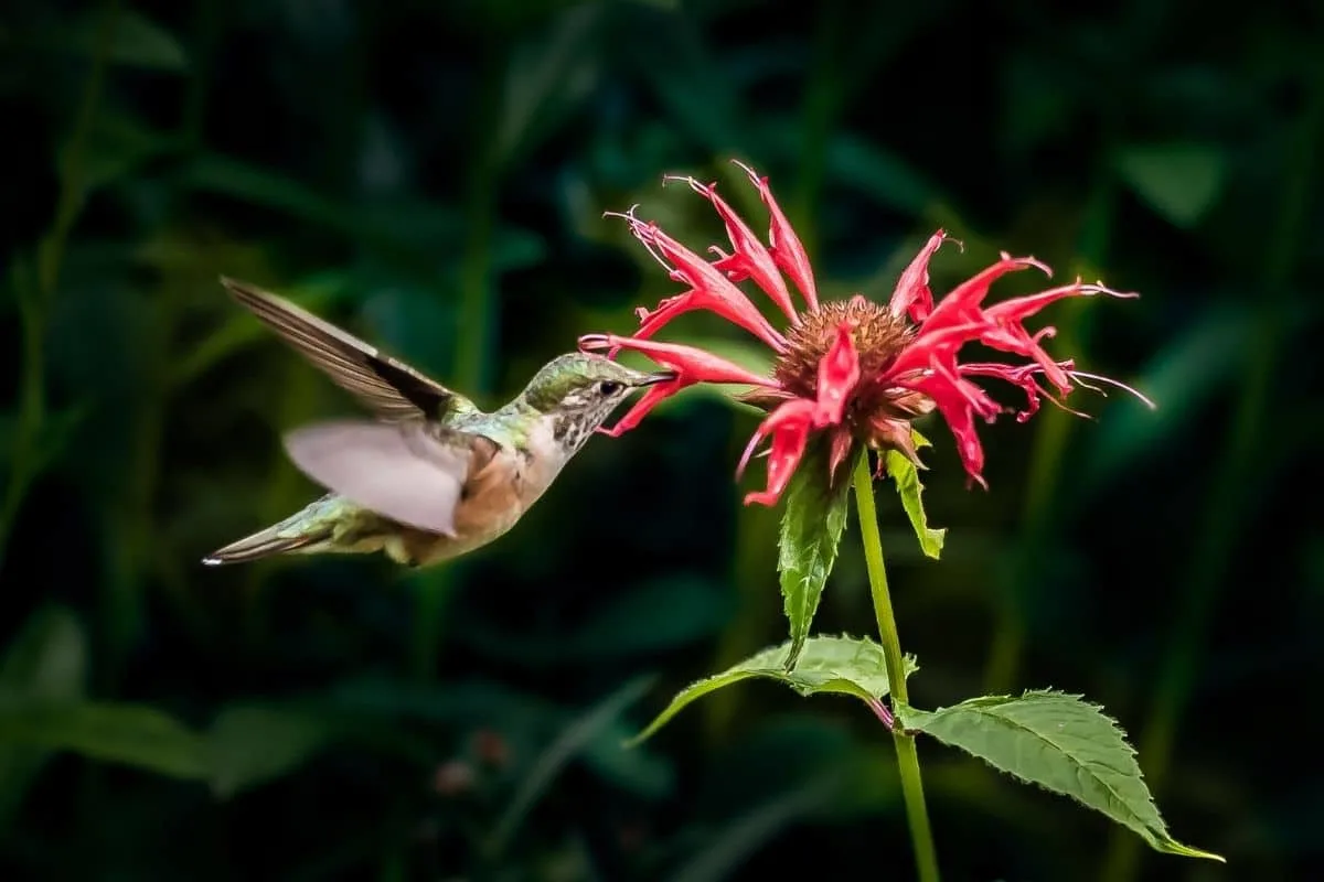 hummingbird drinking from a bee balm flower