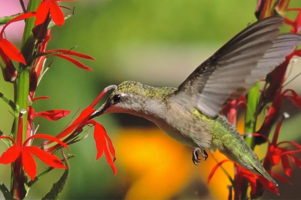 hummingbird drinking from a bright red cardinal flower