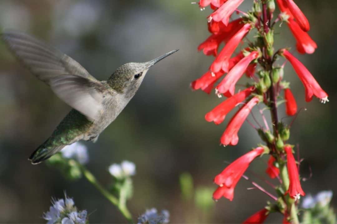 12 Beautiful Perennial Flowers That Attract Hummingbirds To The Garden