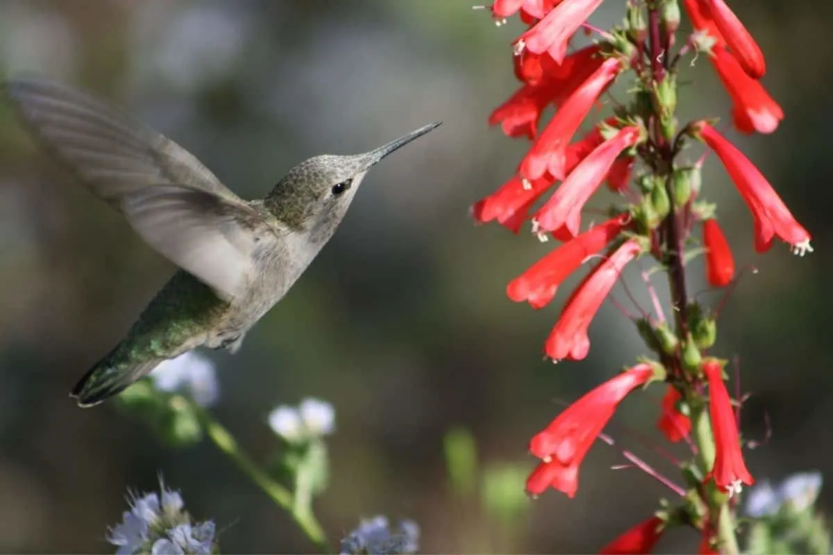 hummingbird next to a coral honeysuckle