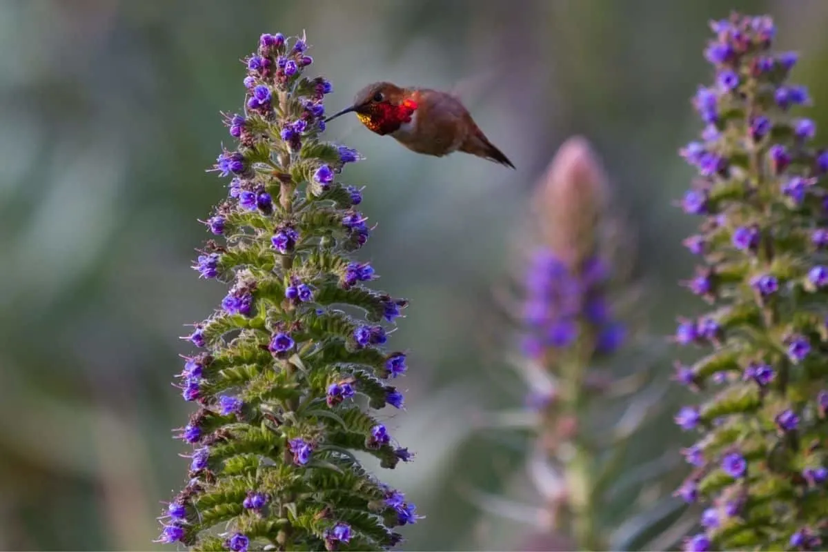 hummingbird feeding on lupine