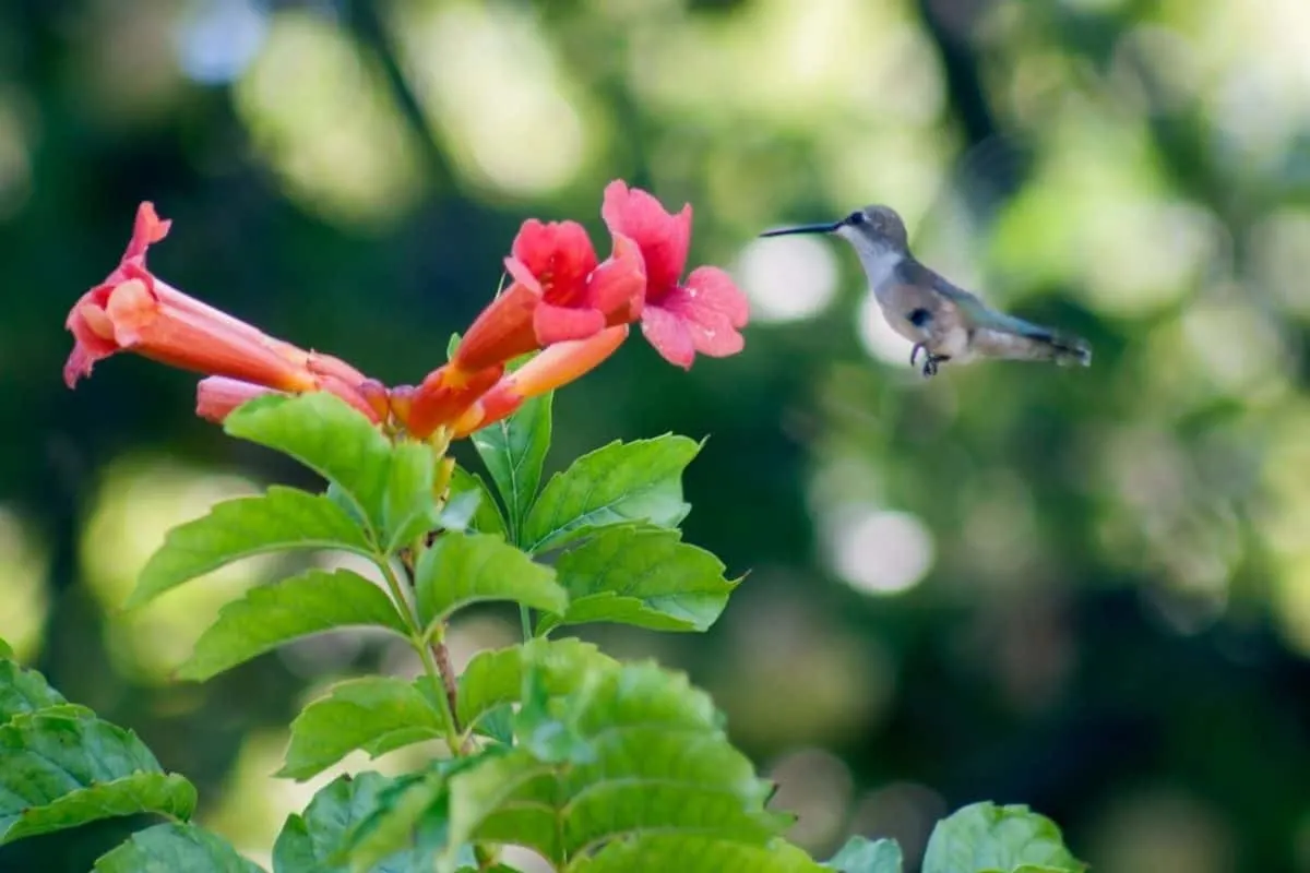 hummingbird visiting a trumpet vine