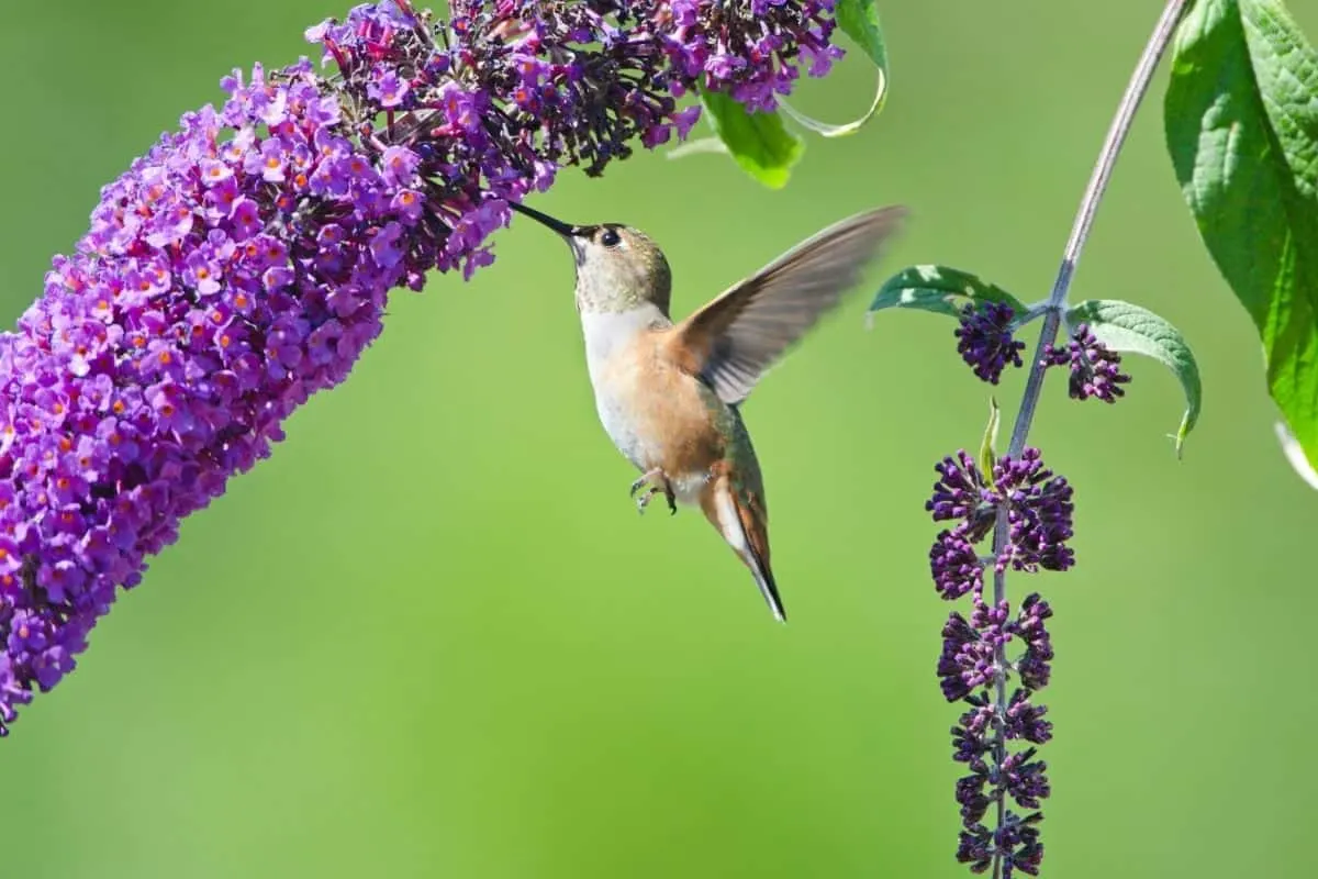 hummingbird drinking from a butterfly bush