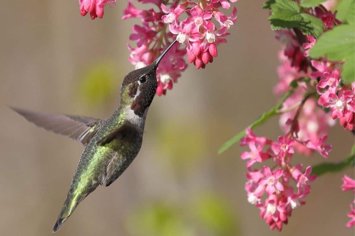 hummingbird drinking from red flowering currant 