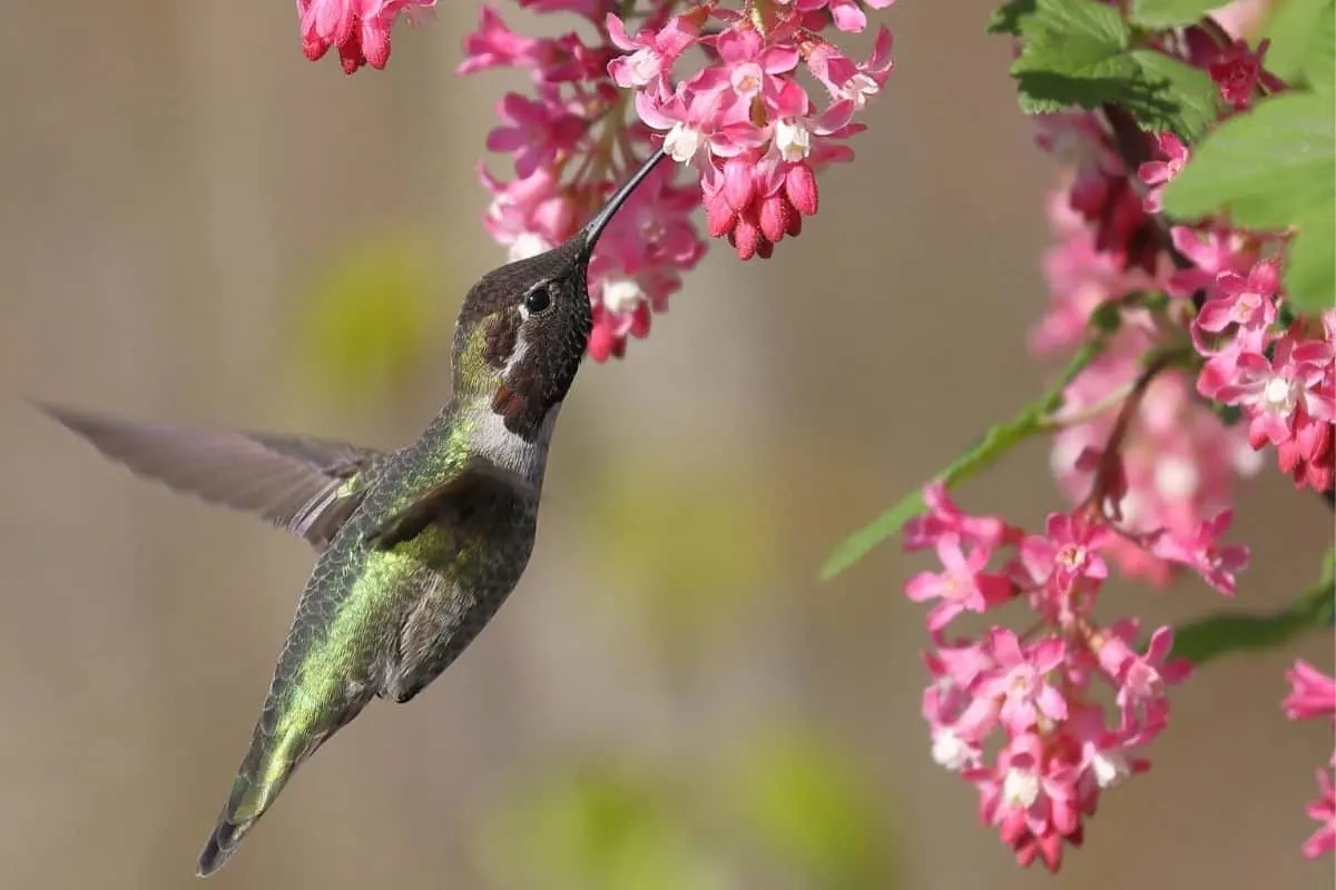 hummingbird drinking from red flowering currant 