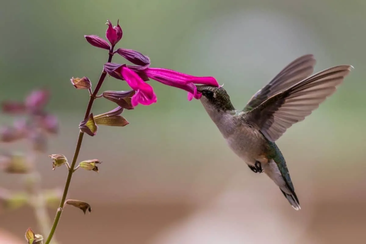 a hummingbird drinking salvia nectar