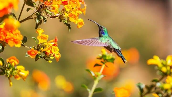 12 Beautiful Perennial Flowers That Attract Hummingbirds to the Garden