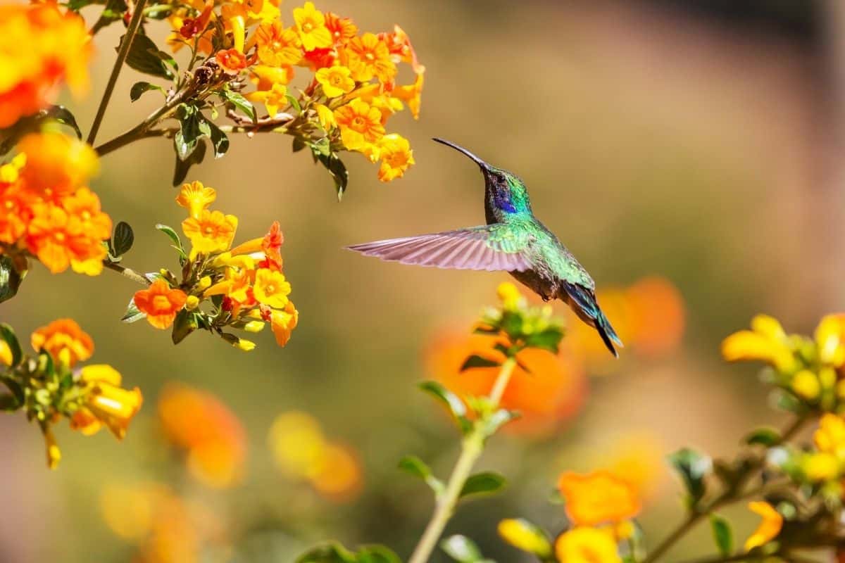 hummingbird and orange flowers