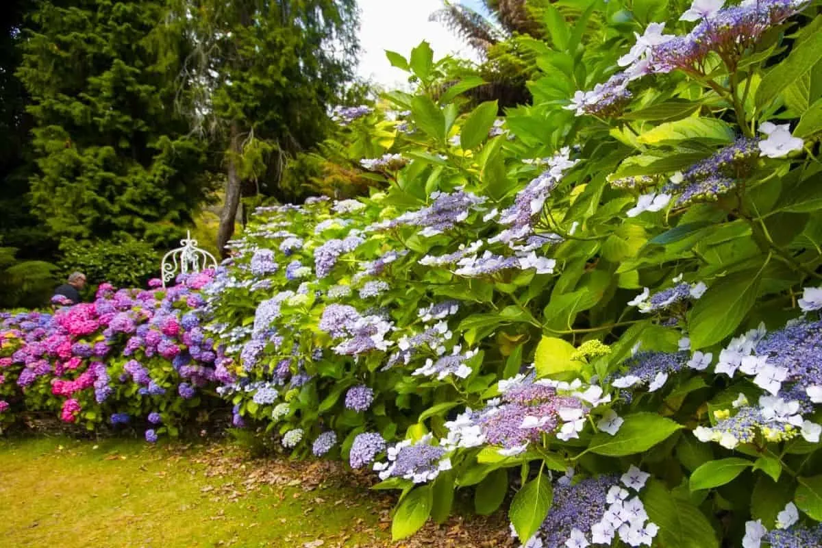 beautiful hydrangeas garden edge