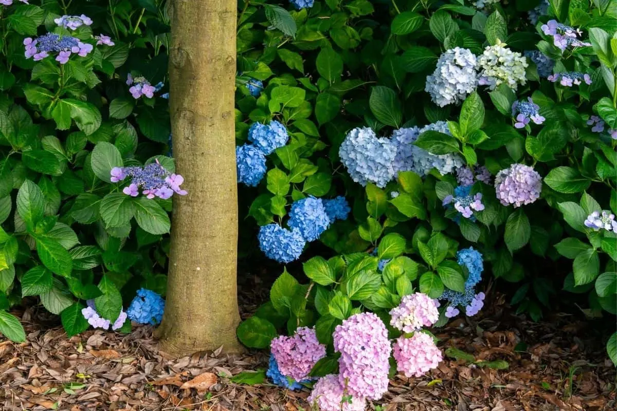 hydrangeas thriving under a tree