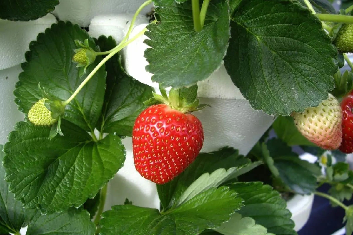 Hydroponically grown strawberries.