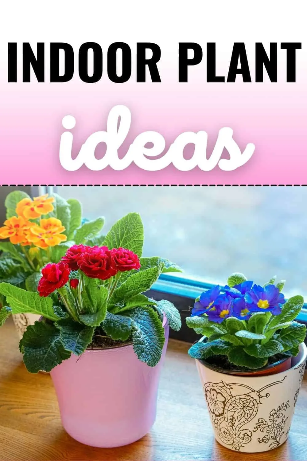 Indoor plant ideas