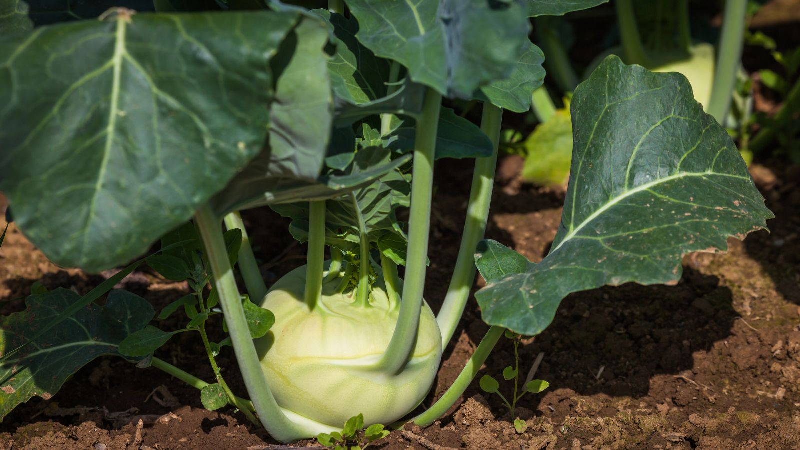 Kohlrabi plant.