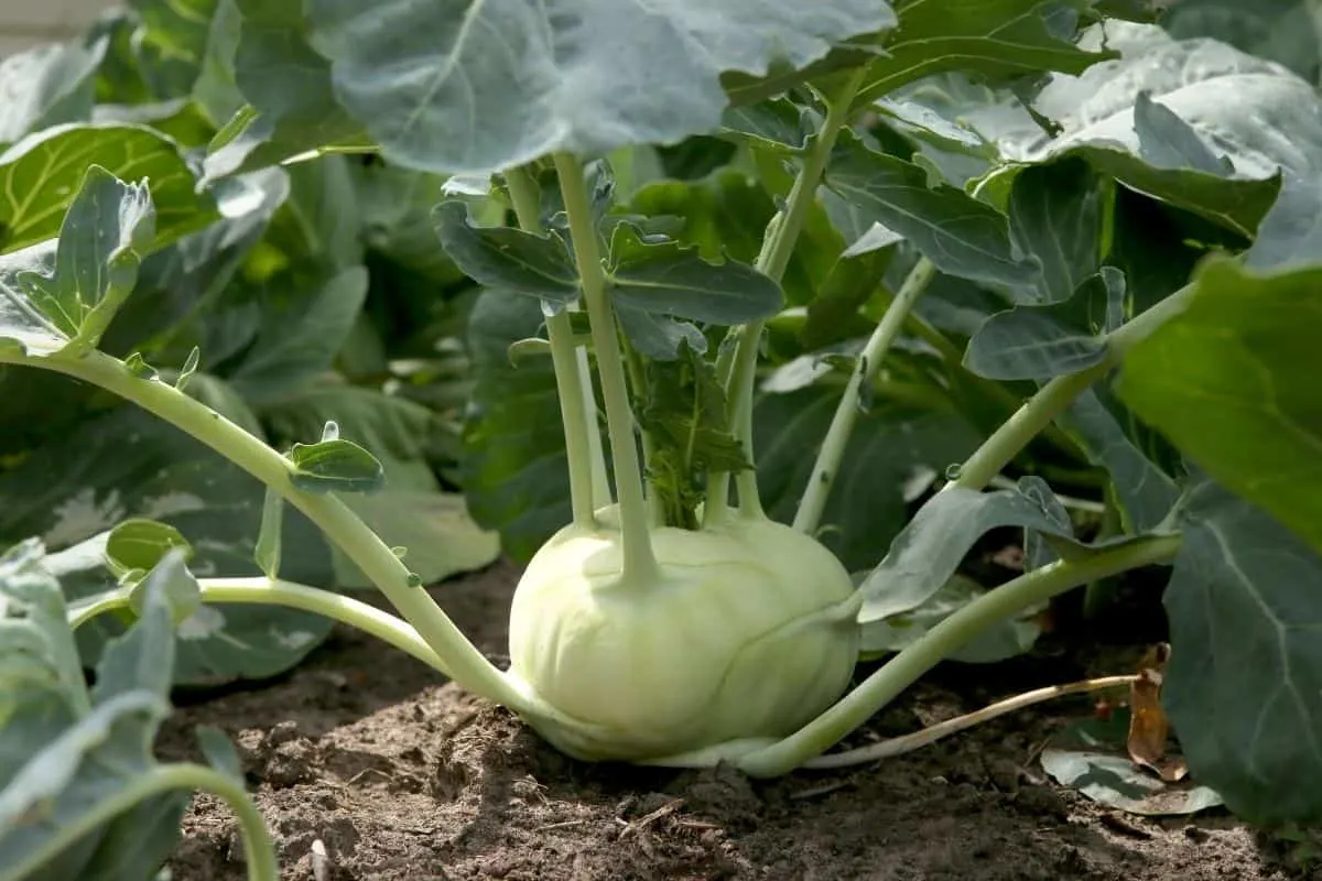 ready to pick kohlrabi