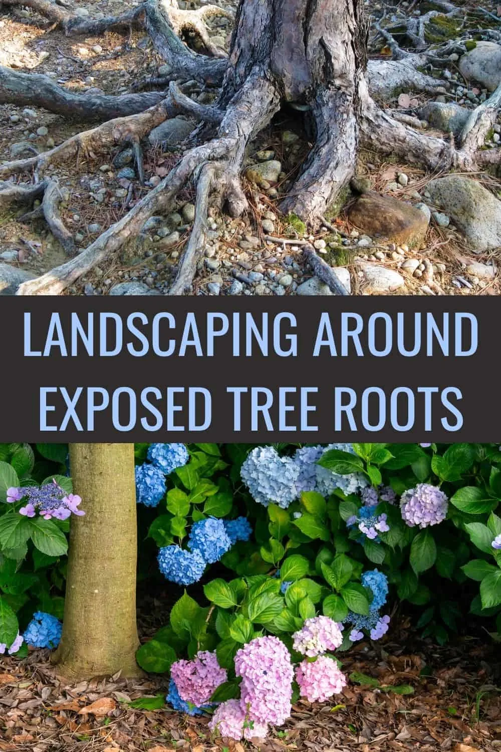 Landscaping around exposed tree roots