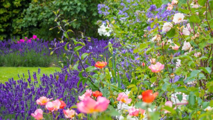 11 Best Companion Plants For Roses