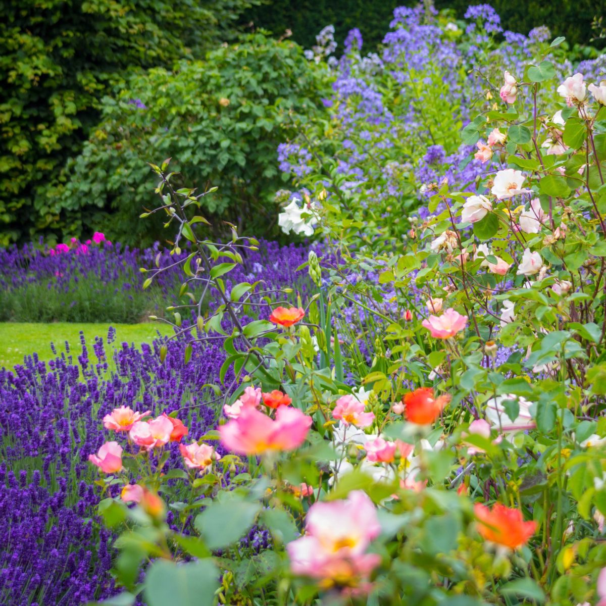 cottage garden with lavender and roses