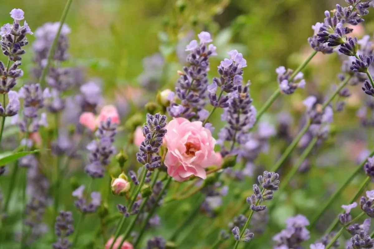 pink roses planted with lavender
