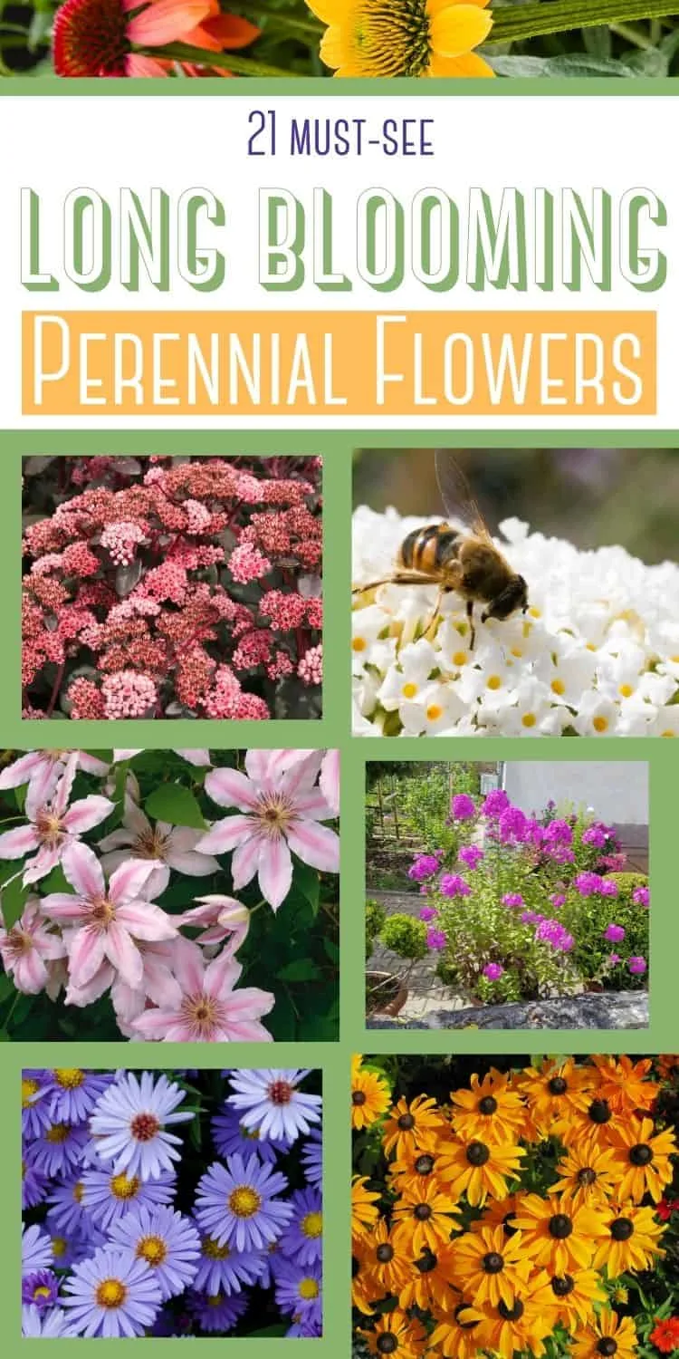 21 must see long blooming perennial flowers