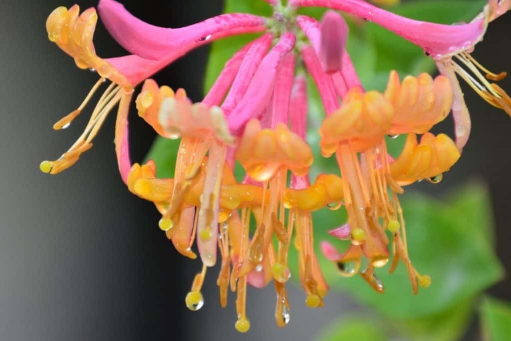 Native Plants List 13 Southern Beauties For Your Landscape