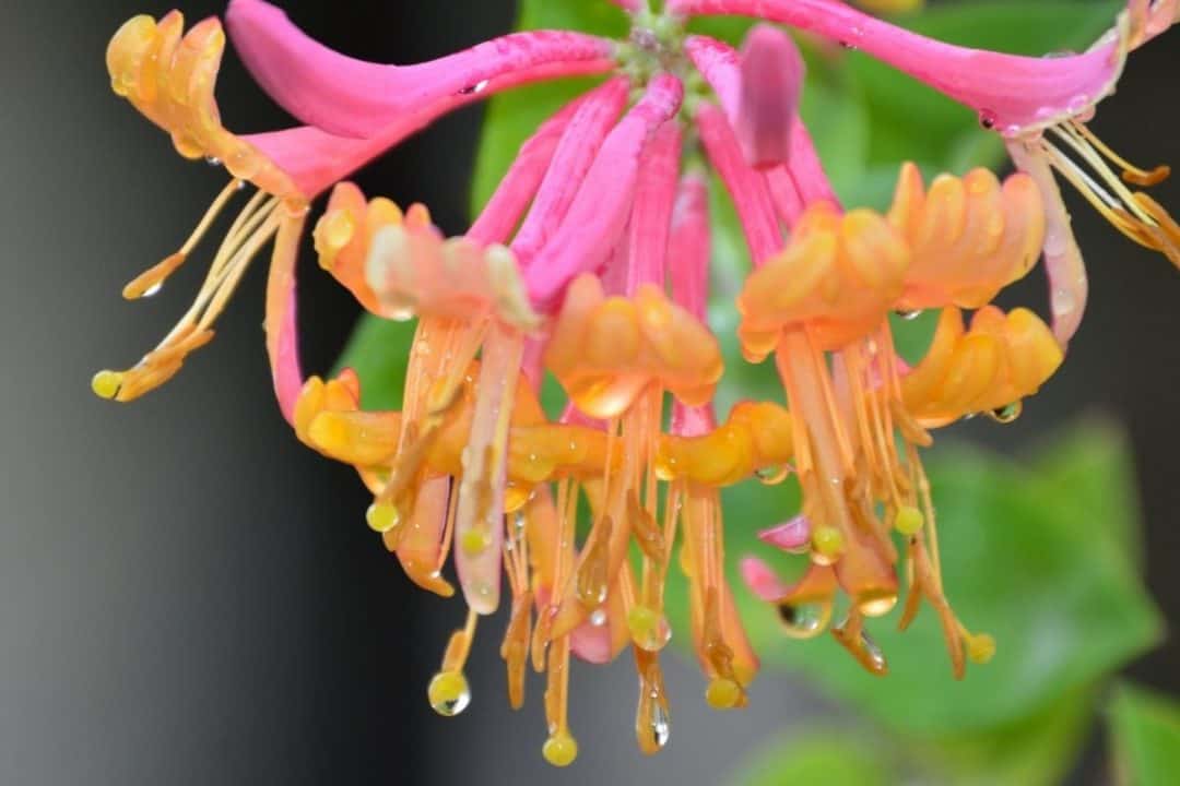 Native Plants List 13 Southern Beauties For Your Landscape