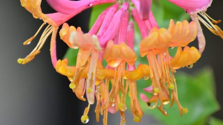 Georgia Native Plants List: 13 Southern Beauties For Your Landscape