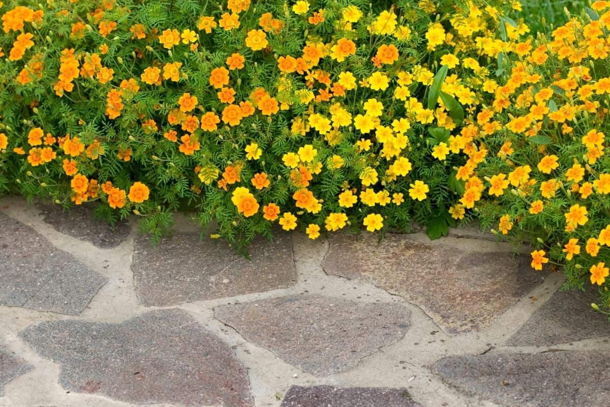 marigolds border next to walkway