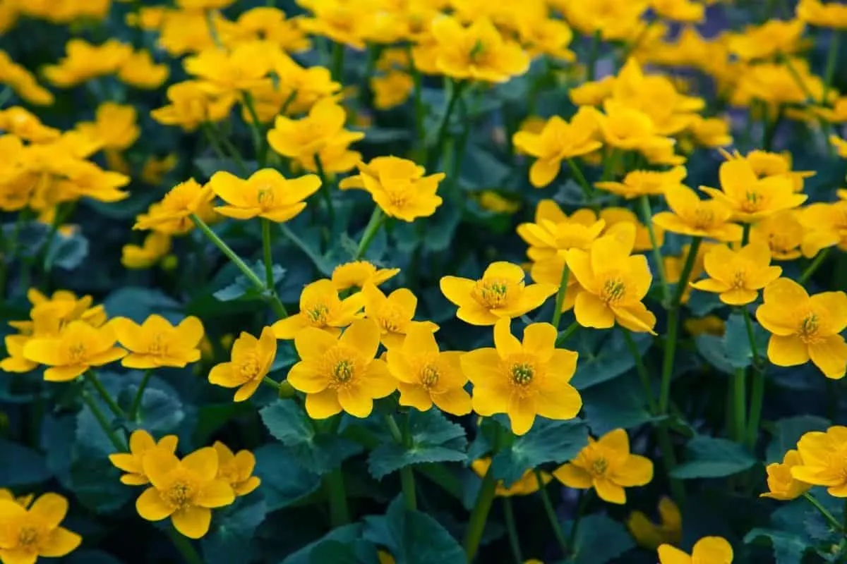 marsh marigold flowers